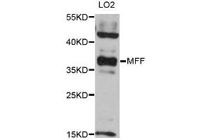 Western blot analysis of extracts of LO2 cells, using MFF antibody (ABIN6293329) at 1:3000 dilution. (MFF 抗体)