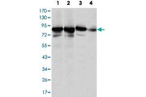 Western blot analysis of XRCC5 monoclonal antobody, clone 5C5  against HeLa (1), MCF-7 (2), A-549 (3) and NIH/3T3 (4) cell lysate. (XRCC5 抗体)