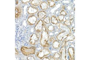 Immunohistochemistry of paraffin-embedded rat kidney using CNTN4 Rabbit mAb (ABIN7266495) at dilution of 1:100 (40x lens).