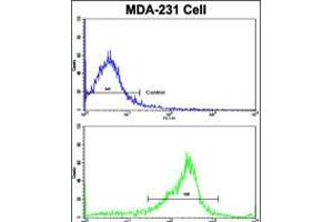 Flow cytometric analysis of MDA-231 cells using SERPINA9 Antibody (bottom histogram) compared to a negative control cell (top histogram). (SERPINA9 抗体  (AA 194-222))