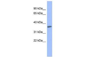 PRKCG antibody used at 1 ug/ml to detect target protein.