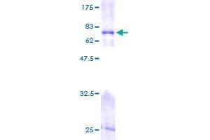 Image no. 1 for FK506 Binding Protein 8, 38kDa (FKBP8) (AA 1-355) protein (GST tag) (ABIN1354140) (FKBP8 Protein (AA 1-355) (GST tag))