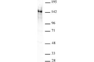 Ubn1 antibody (pAb) tested by Western blot. (Ubinuclein 1 抗体  (AA 1-345))
