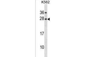 GAR1 Antibody (Center) (ABIN1881363 and ABIN2838368) western blot analysis in K562 cell line lysates (35 μg/lane). (GAR1 抗体  (AA 86-114))