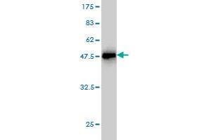 Western Blot detection against Immunogen (47. (Prolactin 抗体  (AA 29-227))