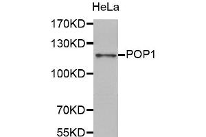 Western Blotting (WB) image for anti-Processing of Precursor 1, Ribonuclease P/MRP Subunit (S. Cerevisiae) (POP1) antibody (ABIN1876990) (POP1 抗体)