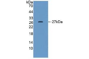 Detection of Recombinant HSPB1, Human using Monoclonal Antibody to Heat Shock Protein 27 (Hsp27) (HSP27 抗体  (AA 2-205))