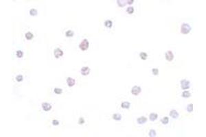 Immunohistochemistry (IHC) image for anti-Secernin 3 (SCRN3) (Middle Region) antibody (ABIN1031081) (Secernin 3 抗体  (Middle Region))