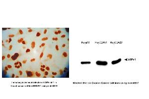 Image no. 2 for anti-DNA Repair Protein Apurinic Endonuclease antibody (ABIN5693483) (DNA Repair Protein Apurinic Endonuclease 抗体)