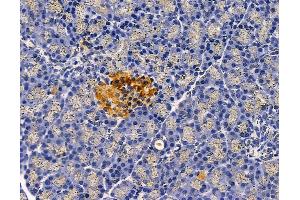 ABIN6263377 and ABIN6278723 at 1/100 staining rat pancreatic tissue by IHC-P. (MRPS11 抗体  (C-Term))