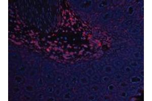Image no. 2 for anti-Leptin (LEP) antibody (ABIN465758) (Leptin 抗体)