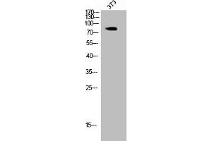 Western Blot analysis of 293 cells using Phospho-Glycogen Synthase 1 (S645) Polyclonal Antibody (Glycogen Synthase 1 抗体  (pSer645))