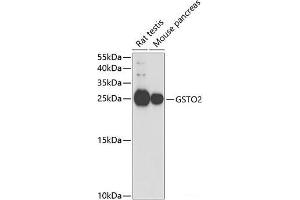 Western blot analysis of extracts of various cell lines using GSTO2 Polyclonal Antibody at dilution of 1:1000. (GSTO2 抗体)