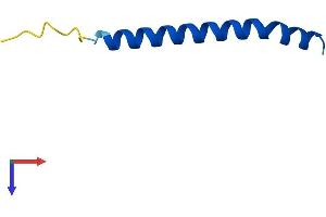 Translocase of Outer Mitochondrial Membrane 5 Homolog (TOMM5) (AA 1-51) protein (Fc Tag)