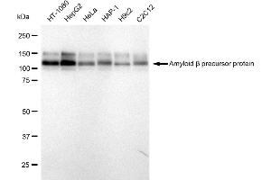 Western blotting analysis using Amyloid beta precursor protein antibody (ABIN7797593). (Recombinant APP 抗体)