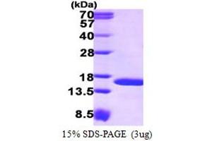 SDS-PAGE (SDS) image for Tax1 (Human T-Cell Leukemia Virus Type I) Binding Protein 3 (TAX1BP3) (AA 1-124) protein (His tag) (ABIN667609)