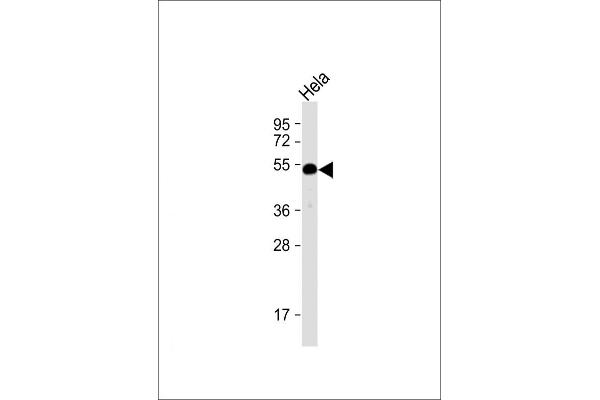 HTRA1 antibody  (N-Term)
