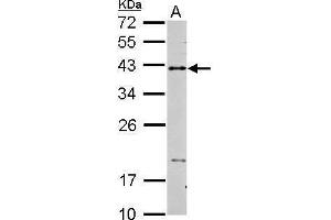 WB Image Sample (30 ug of whole cell lysate) A: THP-1 15% SDS PAGE antibody diluted at 1:2000 (CD40 抗体  (Center))