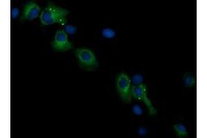 Image no. 1 for anti-Ras Association (RalGDS/AF-6) Domain Family (N-terminal) Member 8 (RASSF8) antibody (ABIN1500619) (RASSF8 抗体)
