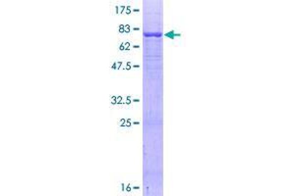AER61 Protein (AA 1-443) (GST tag)