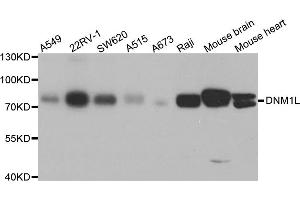 Western blot analysis of extracts of various cell lines, using DNM1L antibody (ABIN5971410) at 1/1000 dilution. (Dynamin 1-Like 抗体)