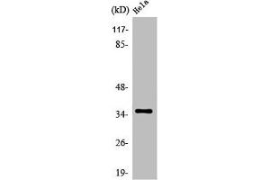 Western Blot analysis of HeLa cells using Olfactory receptor 52N4 Polyclonal Antibody (OR52N4 抗体  (C-Term))