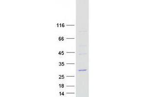 Western Blotting (WB) image for Coatomer Protein Complex, Subunit zeta 2 (COPZ2) protein (Myc-DYKDDDDK Tag) (ABIN2712937)