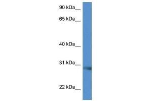Western Blot showing Scamp5 antibody used at a concentration of 1. (SCAMP5 抗体  (C-Term))