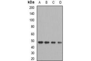 Western blot analysis of OXA1L expression in MCF7 (A), A549 (B), mouse kidney (C), mouse liver (D) whole cell lysates. (OXA1L 抗体)