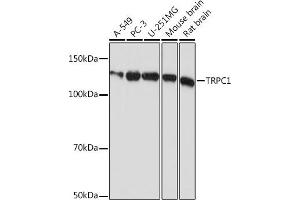 Western blot analysis of extracts of various cell lines, using TRPC1 Rabbit mAb (ABIN1681339, ABIN7101608, ABIN7101609 and ABIN7101610) at 1:1000 dilution.
