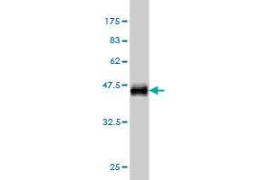 Western Blot detection against Immunogen (36. (IFI35 抗体  (AA 189-288))