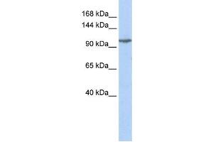 Western Blotting (WB) image for anti-Glutamate Receptor, Ionotropic, Kainate 5 (GRIK5) antibody (ABIN2458266) (GRIK5 抗体)