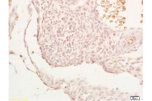Formalin-fixed and paraffin embedded mouse embryo labeled with Anti-PHD2 Polyclonal Antibody, Unconjugated (ABIN702640) at 1:200, followed by conjugation to the secondary antibody and DAB staining (EGLN1 抗体  (AA 42-140))