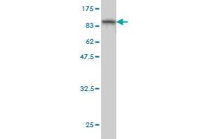 Western Blot detection against Immunogen (97. (PPEF1 抗体  (AA 1-653))