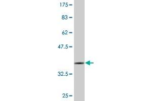 Western Blot detection against Immunogen (36. (Forkhead Box J2 抗体  (AA 475-574))