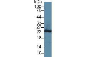 Western Blotting (WB) image for anti-Glutathione S-Transferase pi 1 (GSTP1) (AA 1-210) antibody (ABIN1078088)