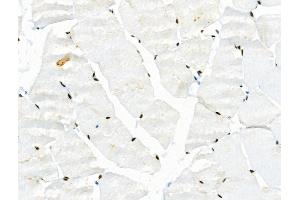 Phospho-JIP1 (Thr103) Antibody at 1/100 staining Rat muscle tissue by IHC-P. (MAPK8IP1 抗体  (pThr103))