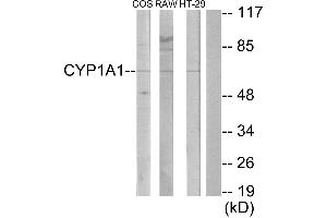 Western blot analysis of extracts from COS-7 cells, RAW264. (CYP1A1/2 抗体)