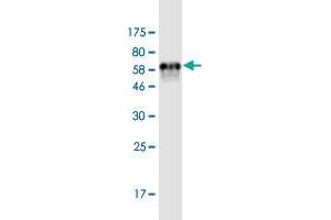Western Blot detection against Immunogen (66.
