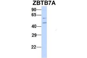 Western Blotting (WB) image for anti-Zinc Finger and BTB Domain Containing 7A (ZBTB7A) (N-Term) antibody (ABIN2780246)