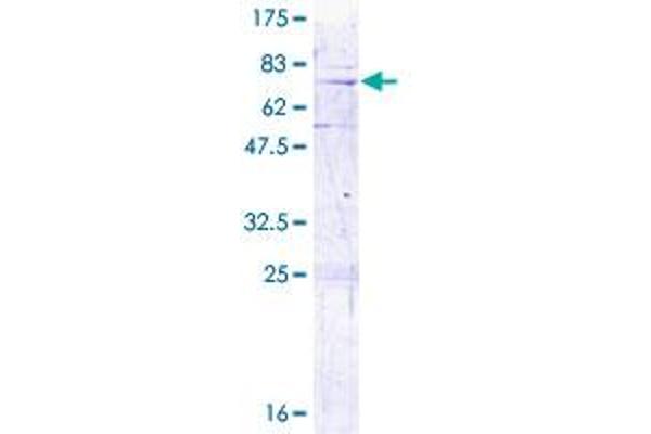 MRPL3 Protein (AA 1-348) (GST tag)