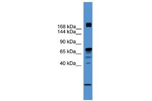 WB Suggested Anti-RLF Antibody Titration:  0.