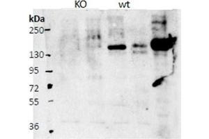 Western Blotting (WB) image for anti-Contactin 4 (CNTN4) (AA 160-172), (Internal Region) antibody (ABIN1449471) (Contactin 4 抗体  (Internal Region))