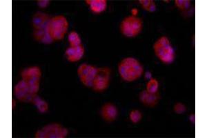 Immunofluorescence (IF) image for anti-TNF Receptor Superfamily, Member 6 (FAS) antibody (ABIN2664886) (FAS 抗体)