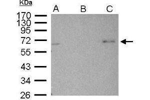 IP Image AMPK alpha 2 antibody immunoprecipitates AMPK alpha 2 protein in IP experiments. (PRKAA2 抗体  (Center))