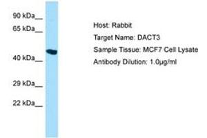 Image no. 1 for anti-Dapper, Antagonist of beta-Catenin, Homolog 3 (DACT3) (AA 399-448) antibody (ABIN6750046) (DACT3 抗体  (AA 399-448))
