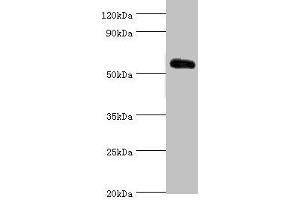 Western blot All lanes: Krueppel-like factor 4 antibody at 5 μg/mL + 293T whole cell lysate Secondary Goat polyclonal to rabbit IgG at 1/10000 dilution Predicted band size: 55, 52, 46, 13, 7 kDa Observed band size: 55 kDa (KLF4 抗体  (AA 30-230))