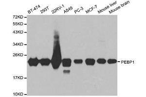Western blot analysis of extracts of various cell lines, using PEBP1 antibody. (PEBP1 抗体  (AA 1-187))