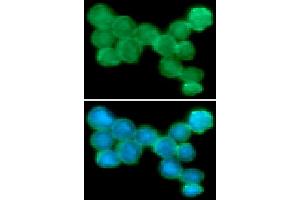 ICC/IF analysis of NKp44 in Jurkat cells line, stained with DAPI (Blue) for nucleus staining and monoclonal anti-human NKp44 antibody (1:100) with goat anti-mouse IgG-Alexa fluor 488 conjugate (Green). (NKp44/NCR2 抗体)