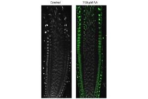 Immunofluorescence (IF) image for anti-Transmembrane Protein 37 (TMEM37) (N-Term) antibody (ABIN1720796) (TMEM37 抗体  (N-Term))